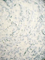 Fresh Cucumber Yoghurt